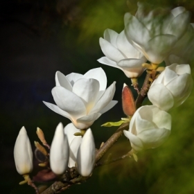 Bielszy odcie magnolii